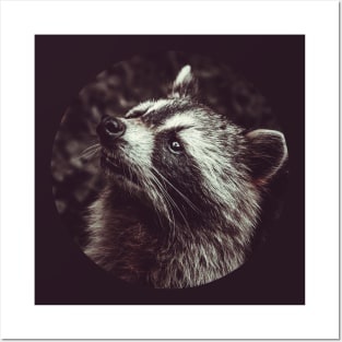 Beautiful Raccoon Photograph Posters and Art